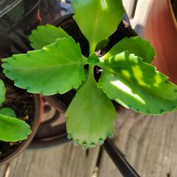 Mother Of Thousands Plant
