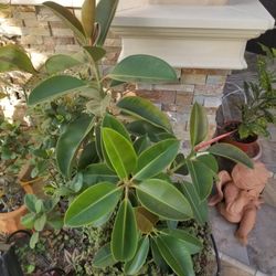 Potted Real Rubber Plant