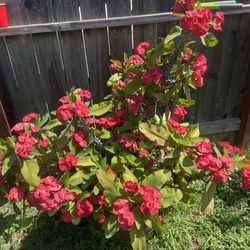 Corona de Cristo flor grande anaranjada 15 dólares el encaje