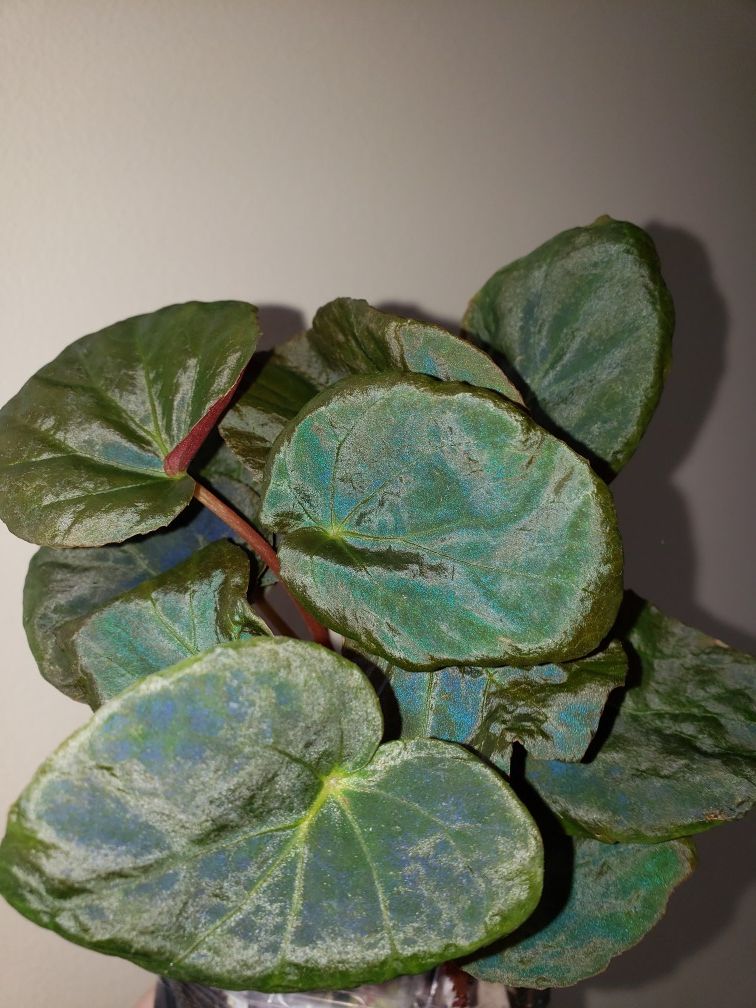 RARE Begonia Pavonina (peacock begonia) plant