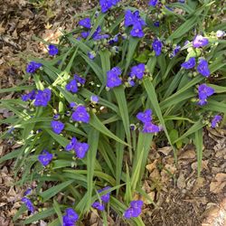 Purple Spiderwort Plant Live Blooming