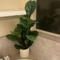 Threshold Fiddle Leaf Fig Plant In White Pot