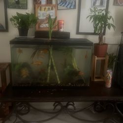 Fisk Tank 