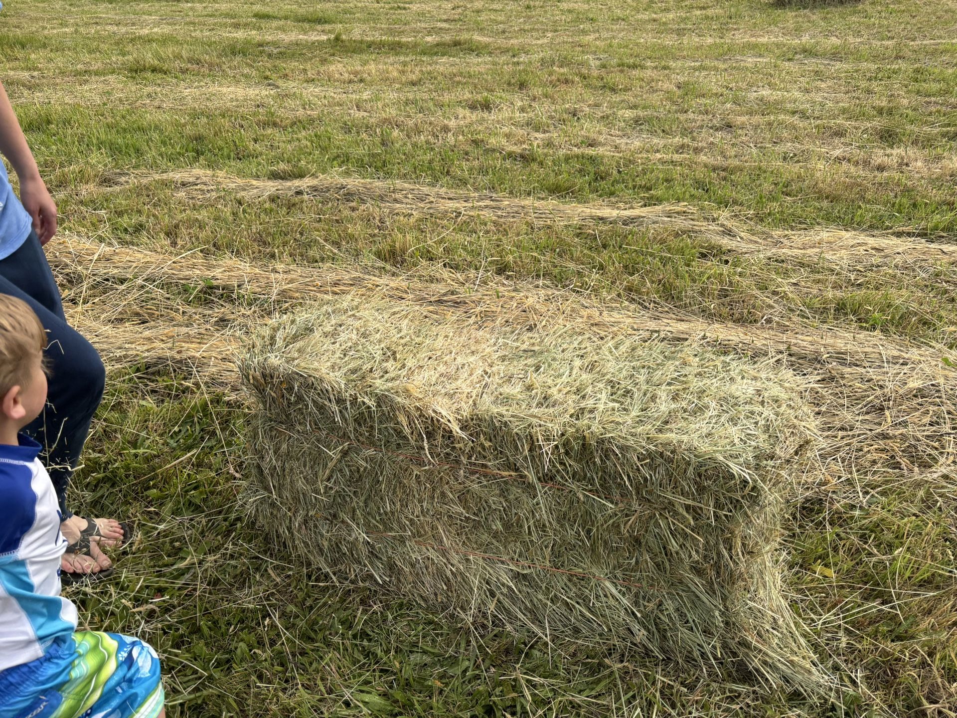 2025 Hay