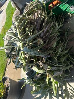 Plant- Mala Madre bunch