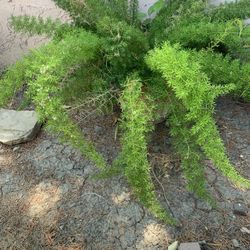 Foxtail Fern Plant With Big Pot