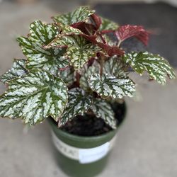 Very Rare Begonia House Plant, In 1 Gallon Pot Pick Up Only