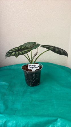 Alocasia Dragon Scale