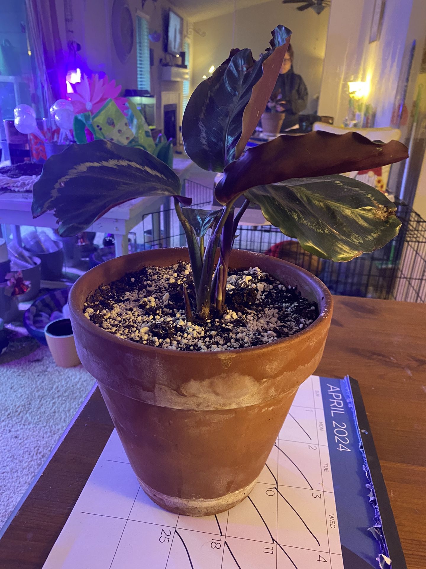 Prayer Plant 