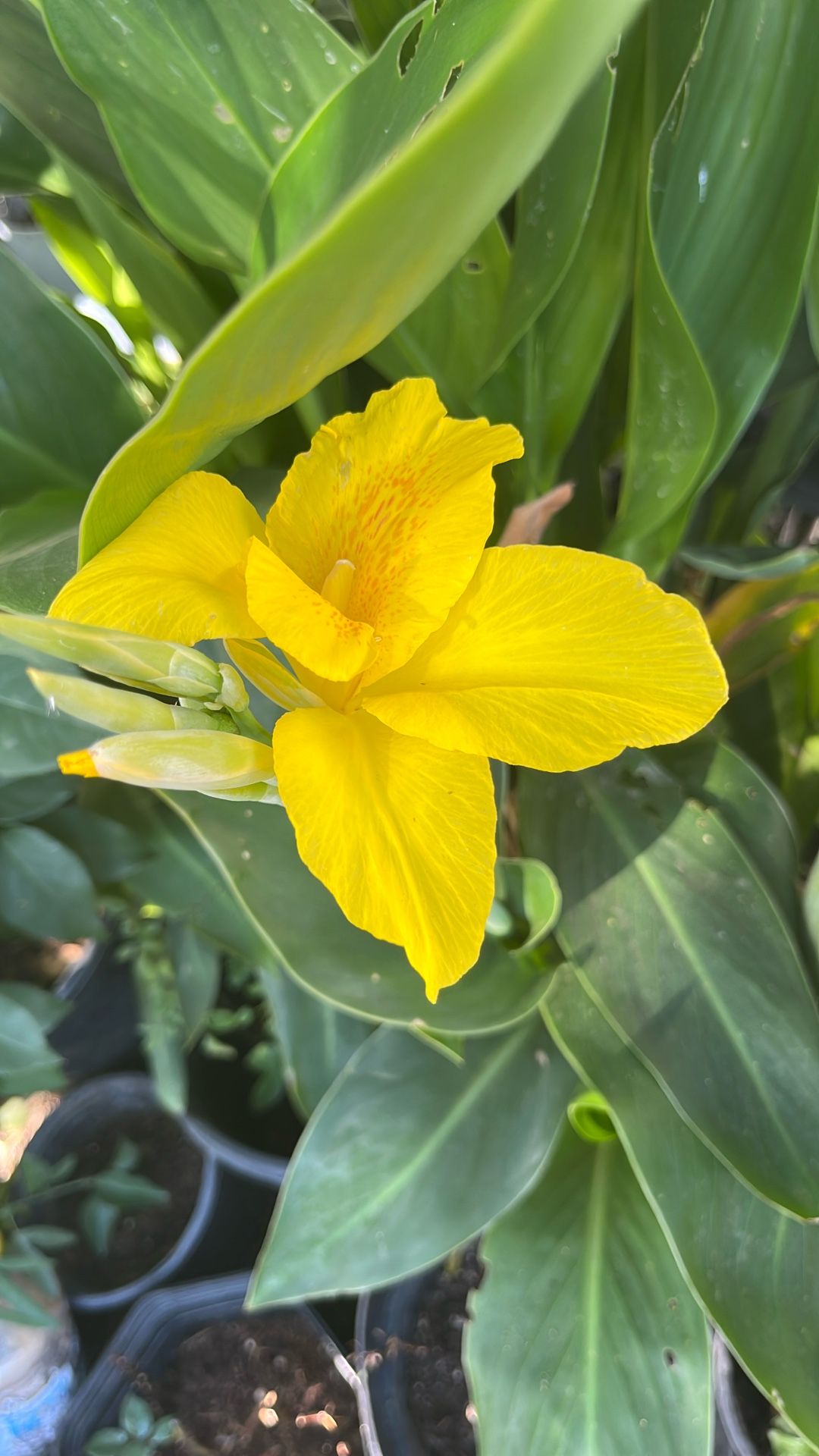Yellow Canna Lily Plant