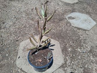 Mother of millions succulent cactus indoor outdoor