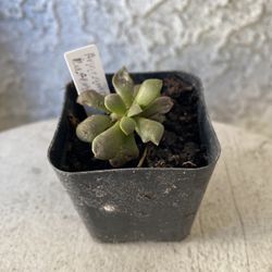 2 Inch Pot Succulent Plant - Anacampseros Rufescens - Sunrise - Rooted & Established - Drought Resistant 🪴 Perfect Baby & Wedding Shower Favors 