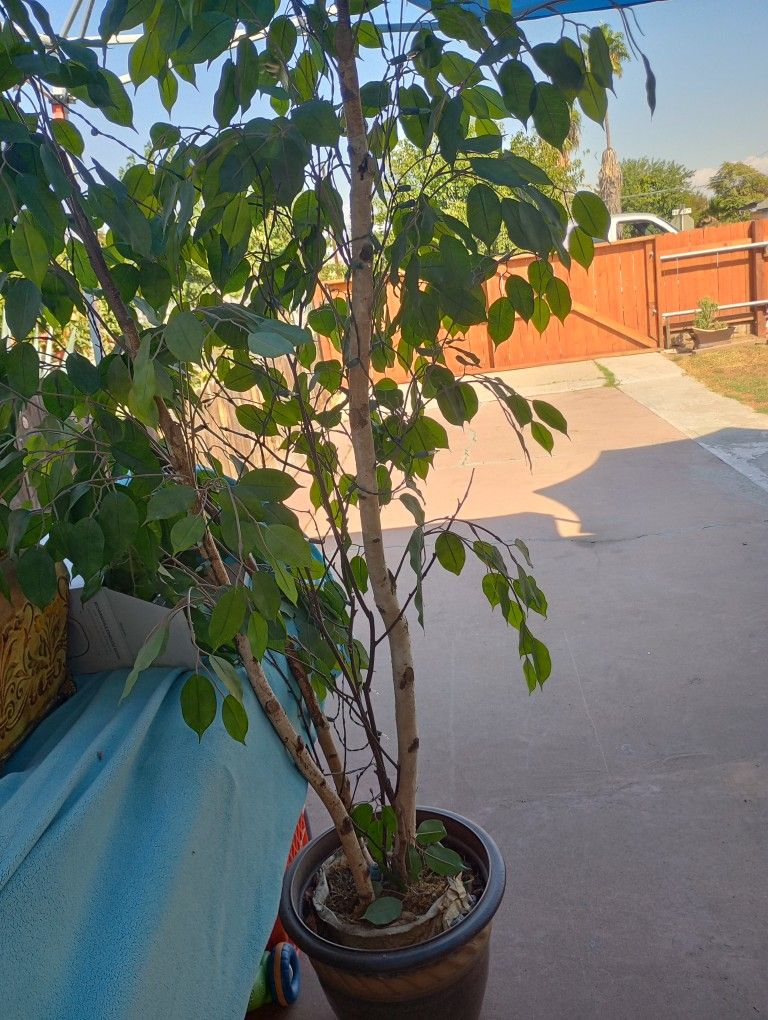 Indoor / Outdoor Fake Plant 