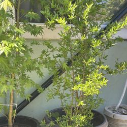Pomegranate Tree