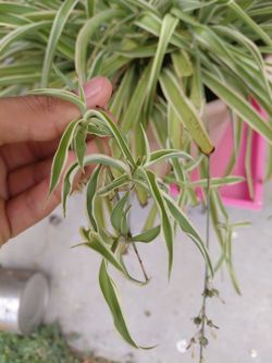 Spider Plants Cuttings! Gift For Plant Lovers Bare Root Cuttings