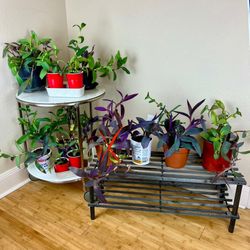 Live Purple Heart Vine Plant Various Sizes - Tradescantia Pallida Houseplant Nursery Plants + Pot