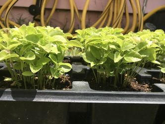 Organic Passion Fruit Sprout Cluster
