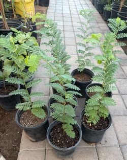Sweet Tamarind Trees 1 1/2 The Tall In One Gallón $30 Each Price Firm