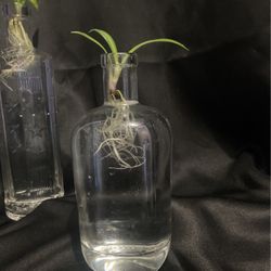 Spider Plants In Large Jars Home For A Decent Time