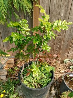 Oregon grape native plants