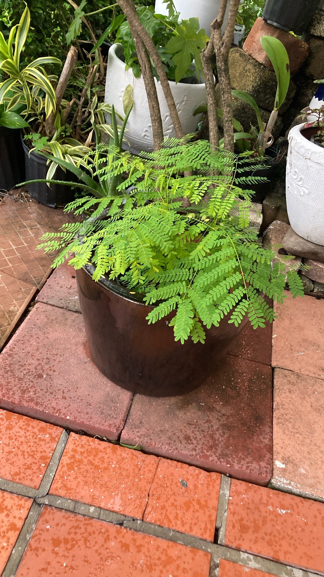 Plantas 