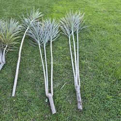 Dracenea Dragon Plants