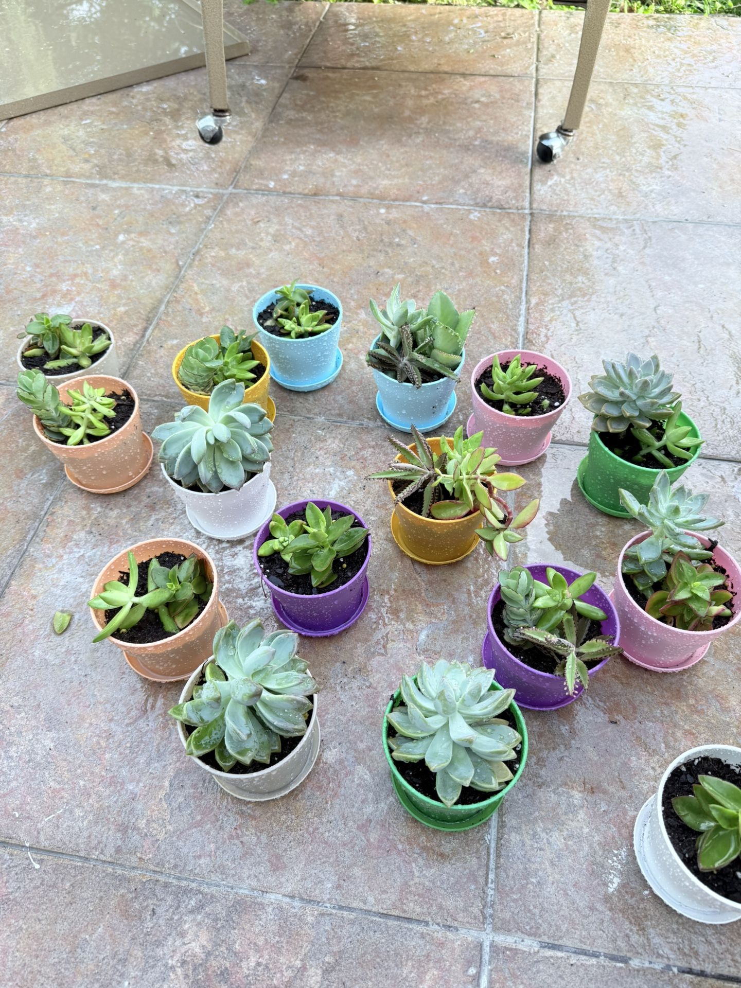Succulents Plants