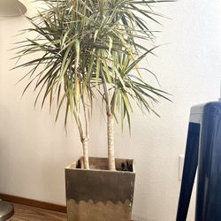 Large House Plant In Pot