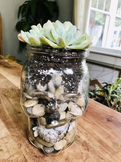 Large skull 💀 terrarium - Halloween collection . His brain 🧠 grows 🤪