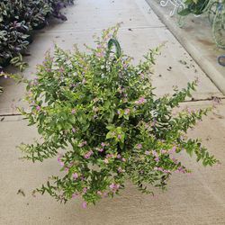 Mexican Header Beautiful And Healthy HANGING BASKETS PLANTS ARRIVED. $14 each