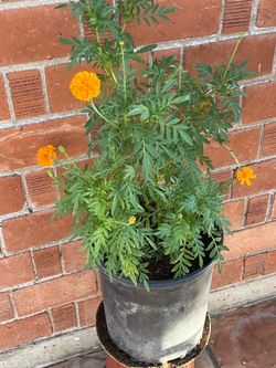 Better than Home Depot and Lowe’s combined best place to buy plants is here