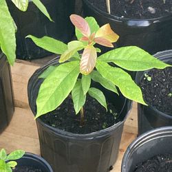 Avocado Plants 
