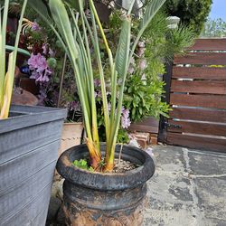 Bird of paradise plant