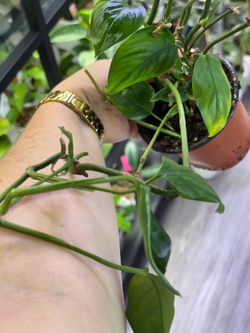 Pothos