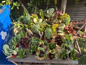 Beautiful little succulents