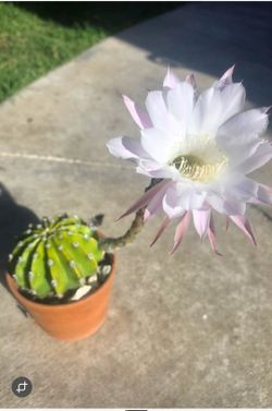 Cactus