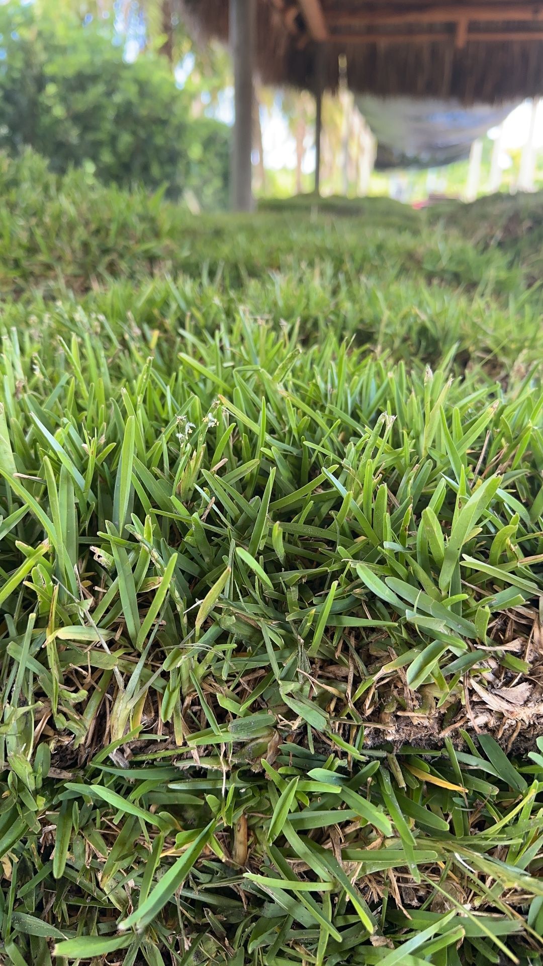 St Augustine Sod $145.00