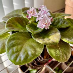 African Violet with unique glass pot 