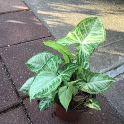 Arrowhead Plant It’s Air Purifier Plant 