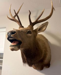 Taxidermy  bull head