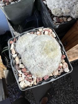 Mammillaria plumosa “Feather Cactus”