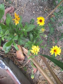 Tengo semillas de esta planta de flores