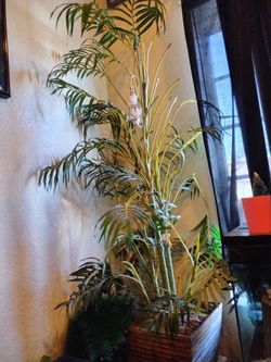 Home Decor Plant