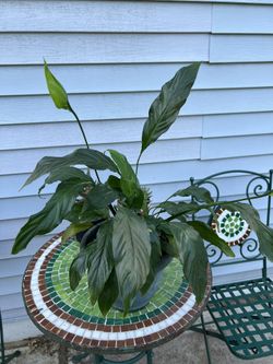 Live Healthy Glossy Green PEACE LILY plant 🪴 