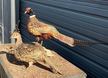 TAXIDERMY PAIR MALE FEMALE RING NECKED PHEASANTS
