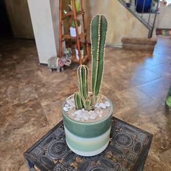 Mexican Fencepost Cactus In 5in Ceramic Pot 