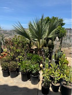 Wide variety of cactus and succulents plants