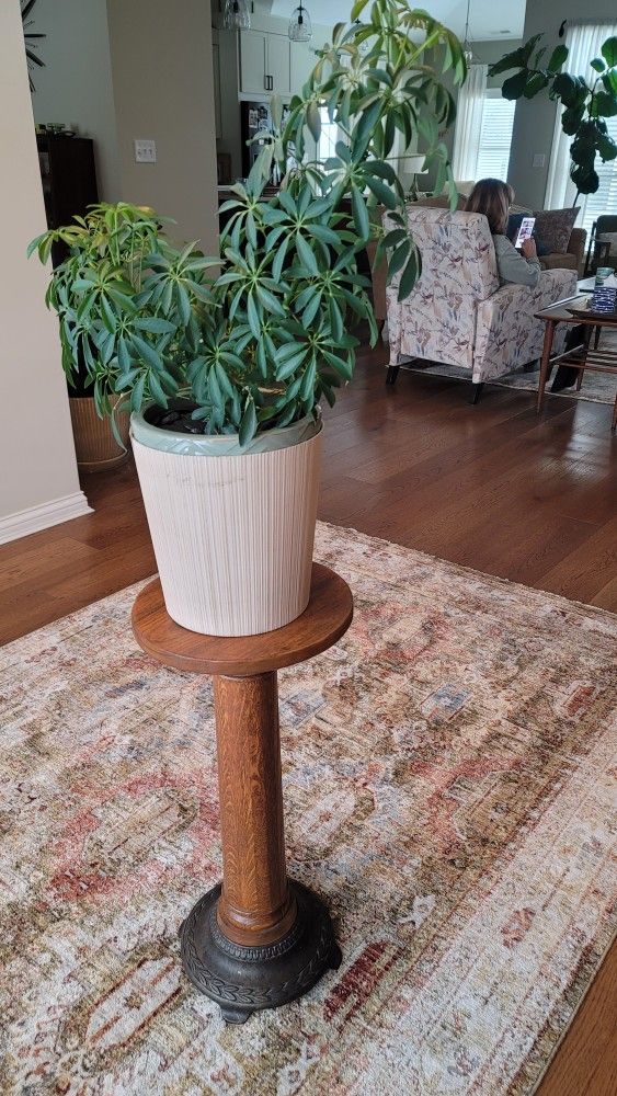 Oak Plant Stand with Cast Metal base and Schefflera Plant Included