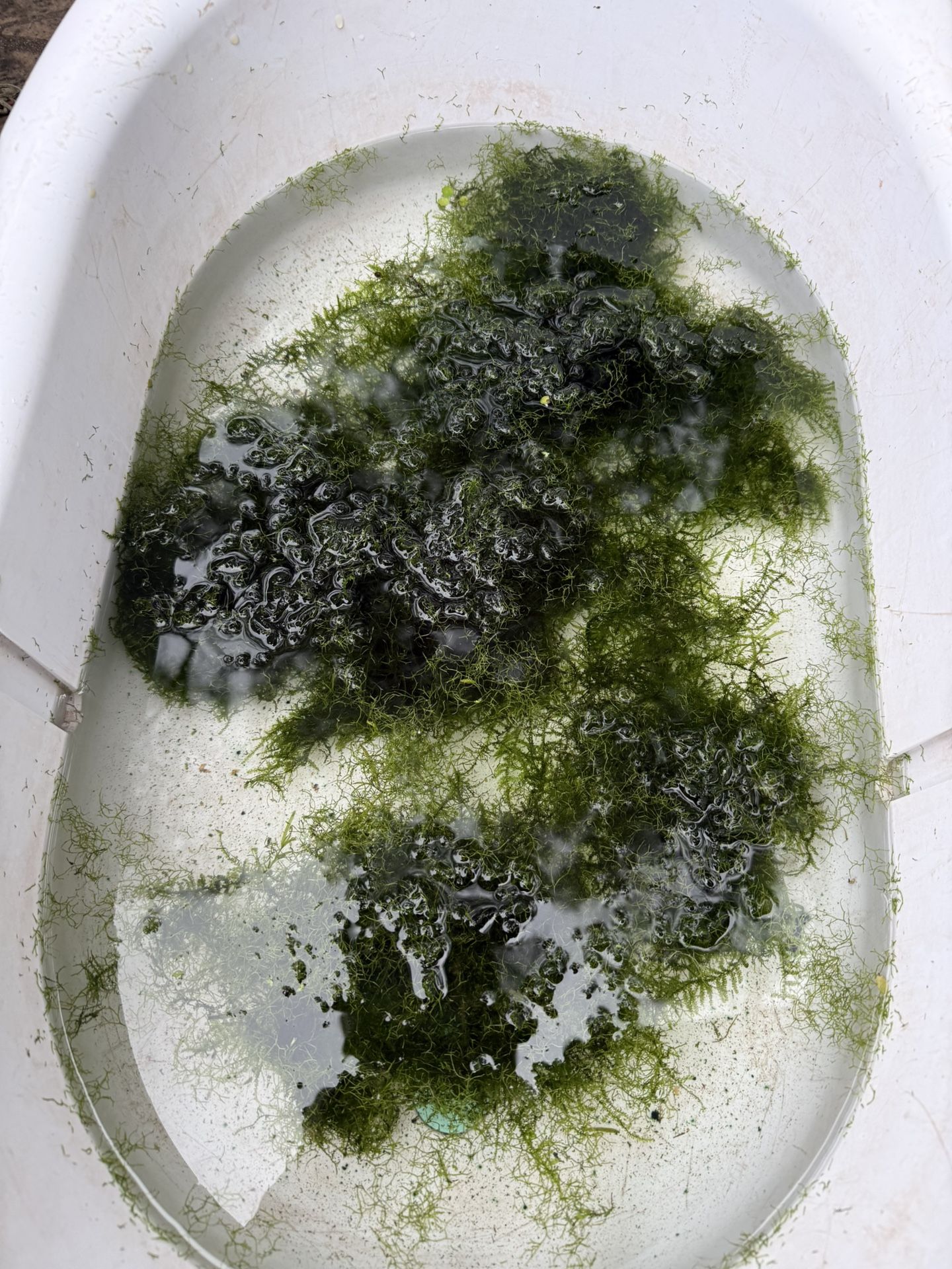 Java Moss