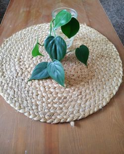 Heart Leaf Philodendron Rootings And Clippings